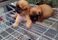 沛县狗市爆料最新消息新闻,揭秘市场动态与行业现状